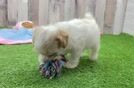 Meet Ruffle - our Poodle Puppy Video