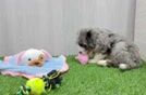 Best Mini Bernedoodle Baby