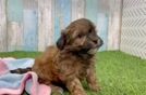 Playful Havadoodle Poodle Mix Puppy