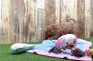 Meet Zander - our Cavapoo Puppy Video