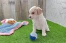 Energetic Toy Poodle Purebred Puppy