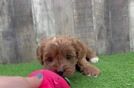 Cavapoo Puppy for Adoption