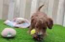 Popular Mini Irish Doodle Poodle Mix Pup