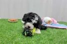 Friendly Mini Bernedoodle Baby