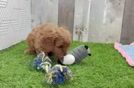 Best Cavapoo Baby