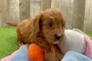 Best Cavapoo Baby