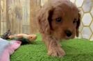 Meet Quill - our Cavapoo Puppy Video