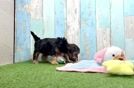 Yorkie Poo Pup Being Cute