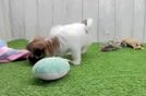 Meet Bart - our Teddy Bear Puppy Video