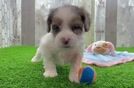 Hypoallergenic Shihpoo Poodle Mix Puppy