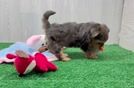 Yorkie Poo Pup Being Cute