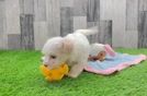 Maltipoo Pup Being Cute