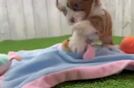 Playful Havanese Shih Tzu Mix Designer Puppy