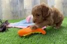 Funny Cockapoo Poodle Mix Pup