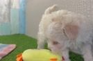 Best Maltipoo Baby