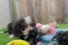 Meet Bernard - our Mini Bernedoodle Puppy Video