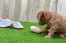 Playful Mini Groodle Poodle Mix Puppy