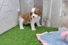 Cavapoo Pup Being Cute