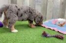 Mini Bernedoodle Puppy for Adoption