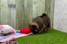 Meet Domino - our Pomeranian Puppy Video