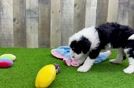 Mini Bernedoodle Puppy for Adoption