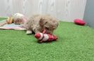 Best Maltipoo Baby