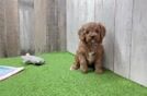 Popular Cavapoo Poodle Mix Pup