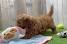 Cute Mini Goldendoodle Baby