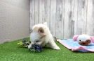 Best Maltipom Baby