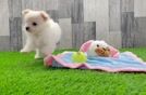 Little Maltese Pom Designer Puppy