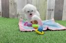 Maltese Pup Being Cute