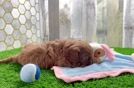 Cavapoo Pup Being Cute