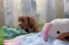 Fluffy Cavapoo Poodle Mix Pup