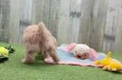 Little Poodle Purebred Pup