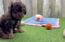 Cavapoo Puppy for Adoption
