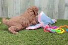 Meet Everett - our Cavapoo Puppy Video