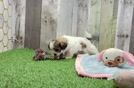 Friendly Teddy Bear Baby