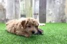 Maltipoo Puppy for Adoption