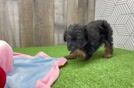 Little Mini Aussiepoo Poodle Mix Puppy