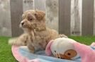 Hypoallergenic Maltepoo Poodle Mix Puppy