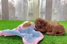 Petite Cavapoo Poodle Mix Pup