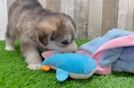 Cute Mini Huskydoodle Poodle Mix Pup