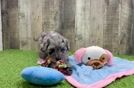 Friendly Havapoo Baby