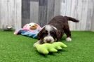 Mini Aussiedoodle Puppy for Adoption