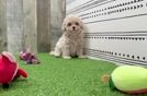 Meet Wanda - our Maltipoo Puppy Video