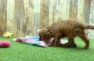 Cavalier King Charles Spaniel Pup Being Cute