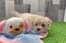 Maltipoo Pup Being Cute