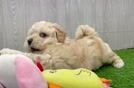 Maltipoo Puppy for Adoption