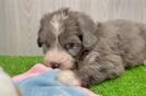 Mini Bernedoodle Pup Being Cute