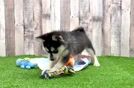Pomsky Pup Being Cute